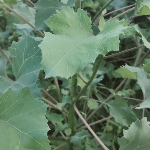 cocklebur