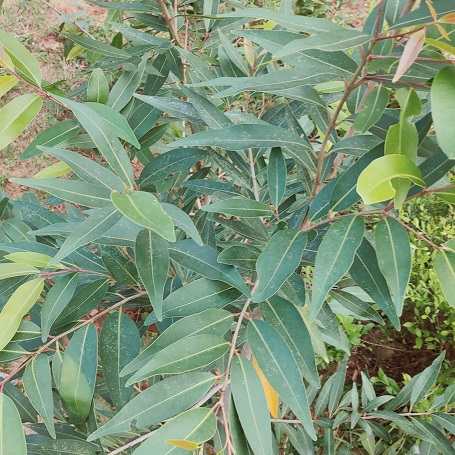 jamun